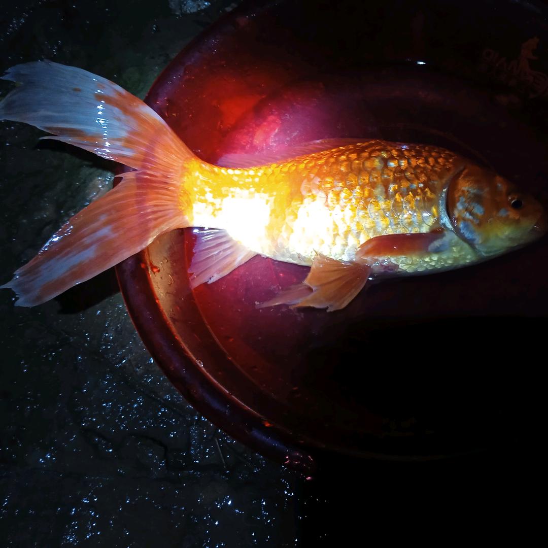 A`  ╰★  小 桥 下 ★╮