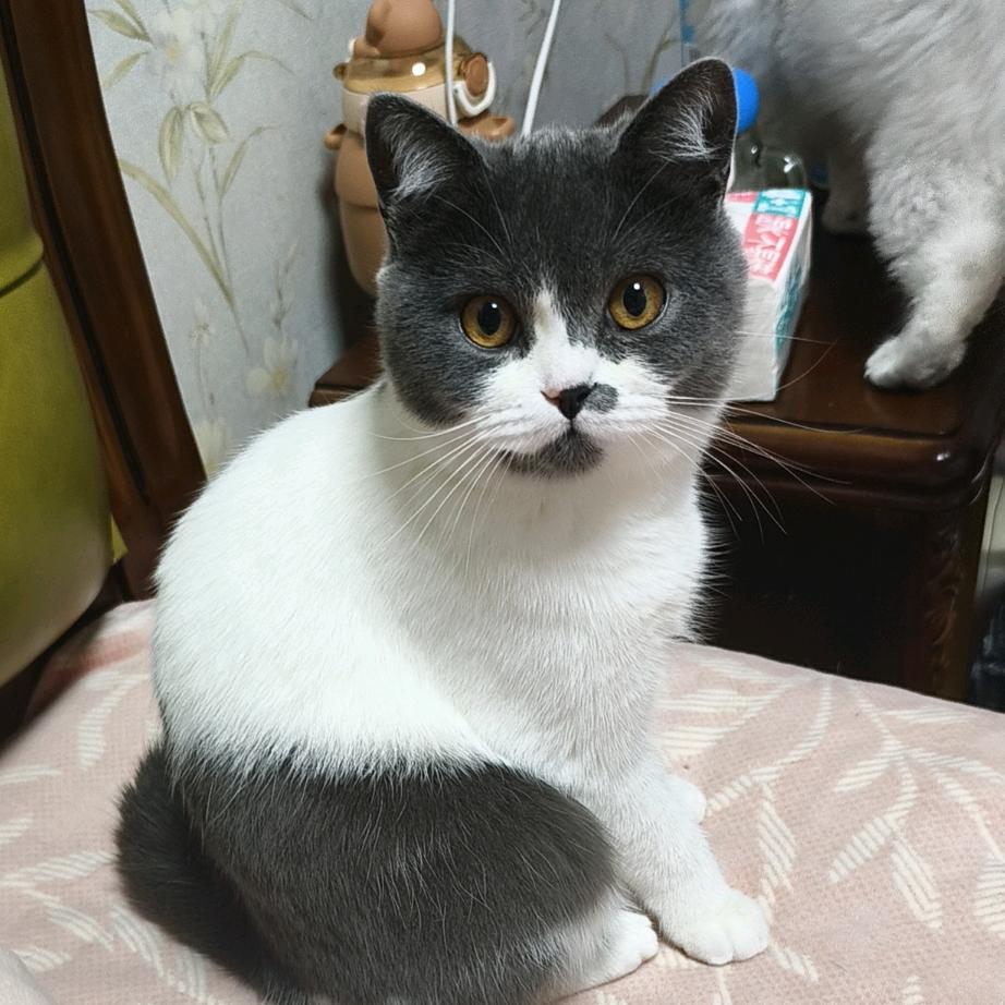 六菟子