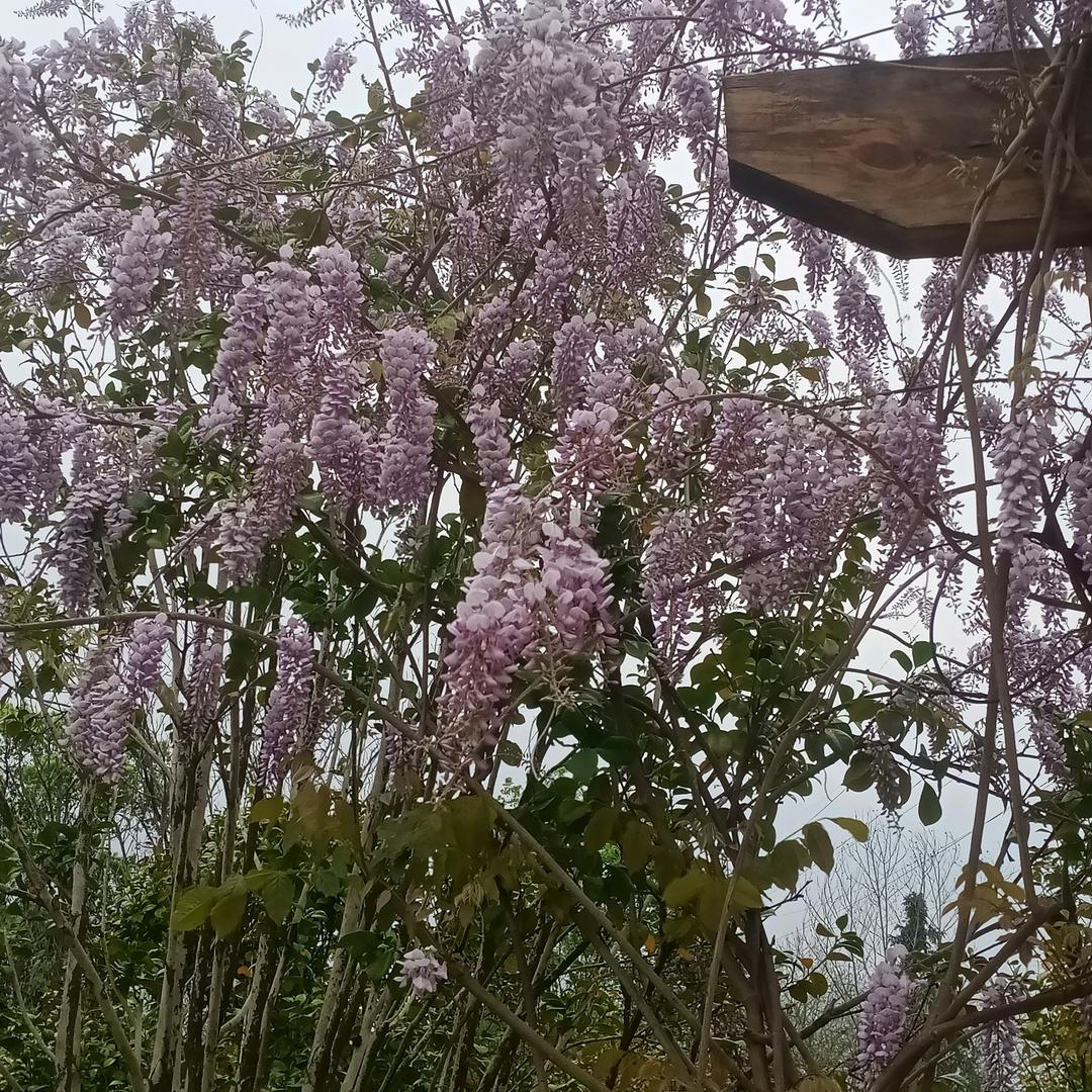 何荣花