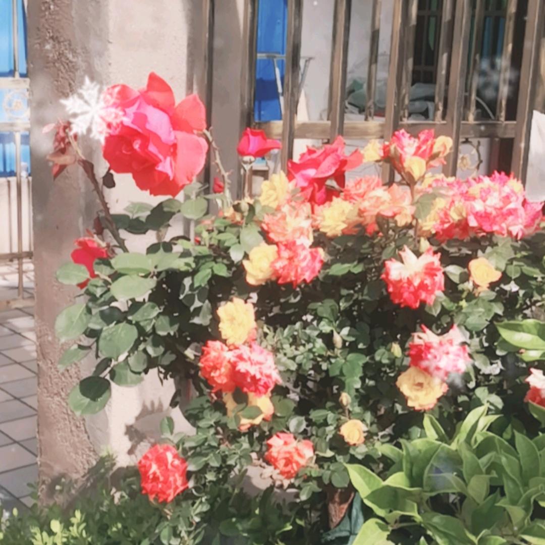 好人一生平安🌹🌹