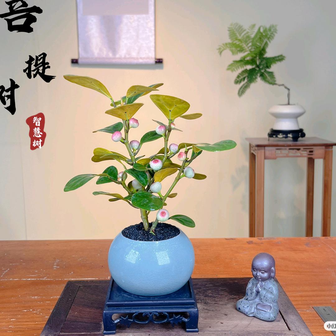 💓菩提树🩷