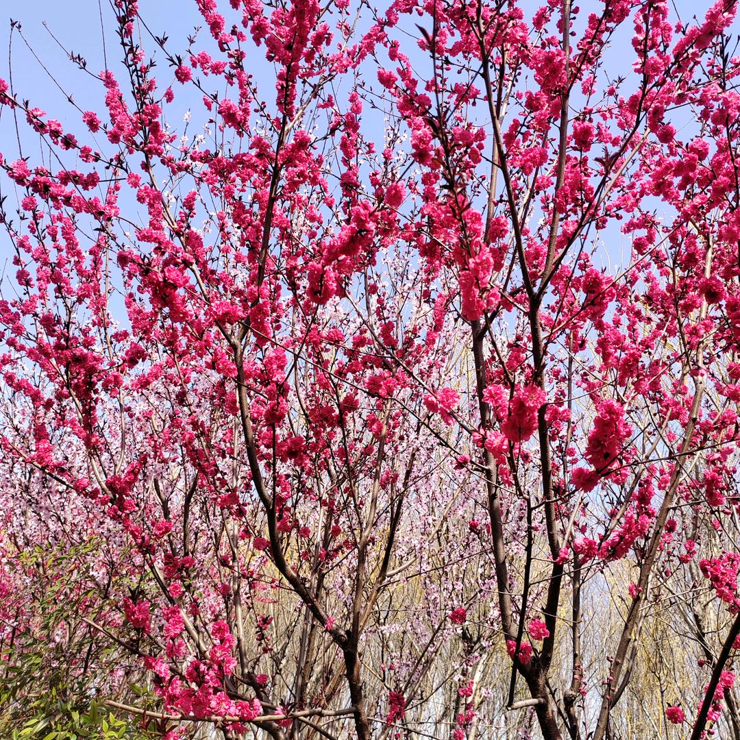 春暖花开