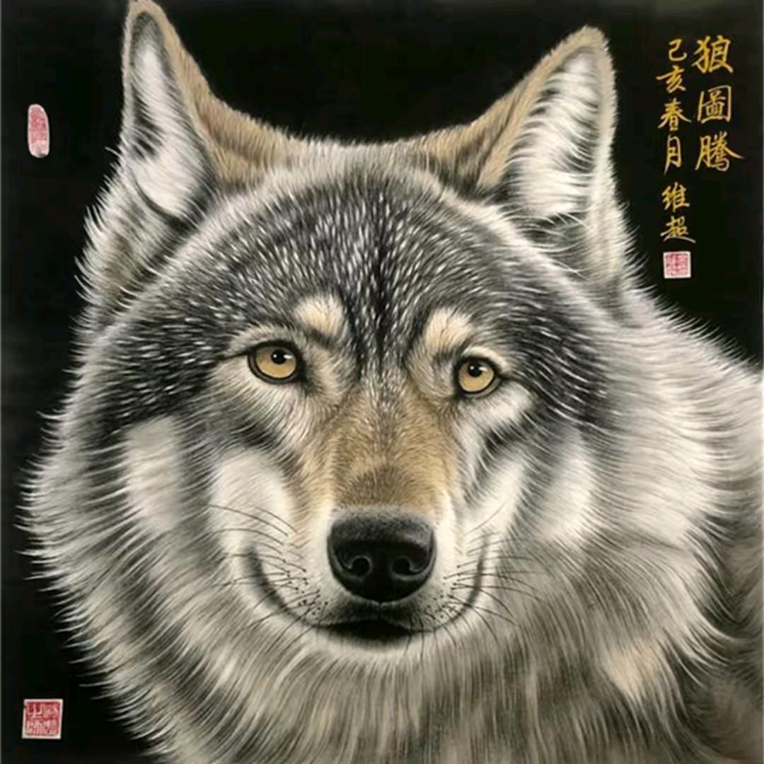 战狼🐺