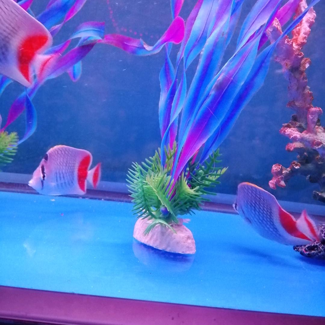 大风姐