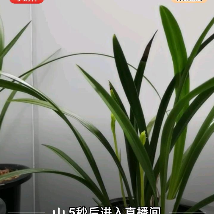 小花哥