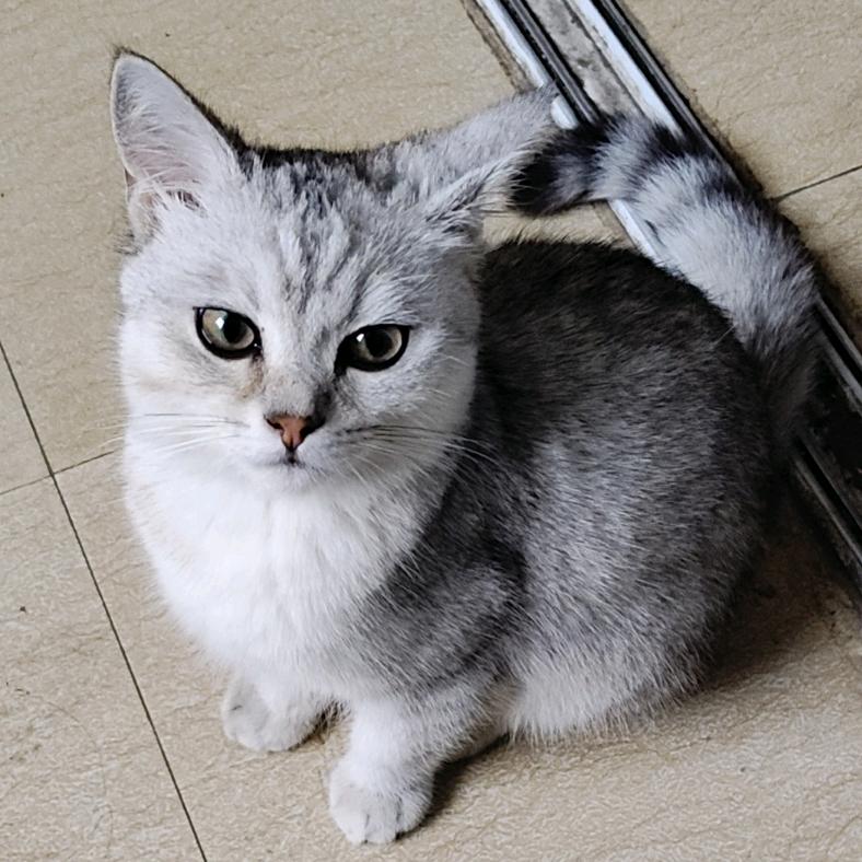 家有两只猫（希希和糯米）