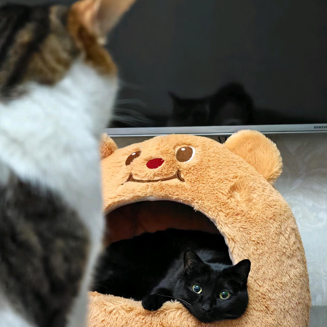 猫英俊