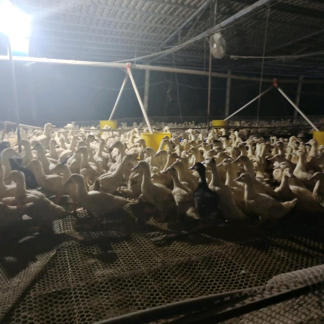 农业人，尚益种植