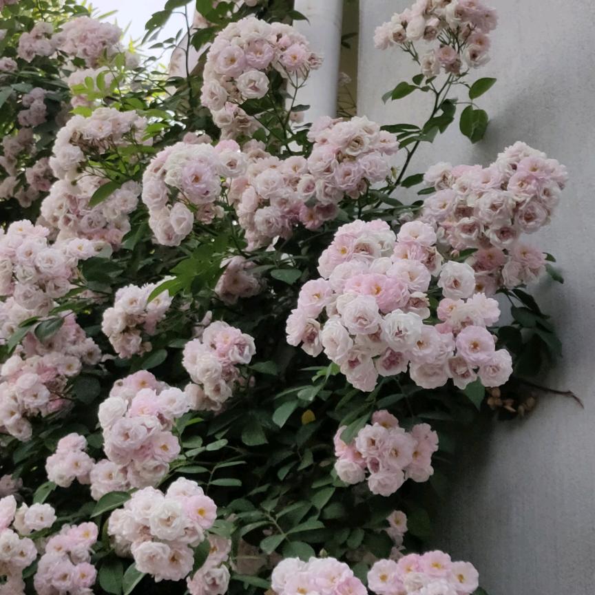 一帆风顺