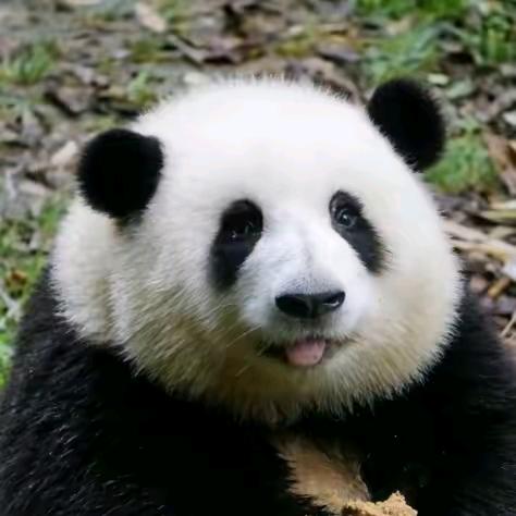 听，风在诉说