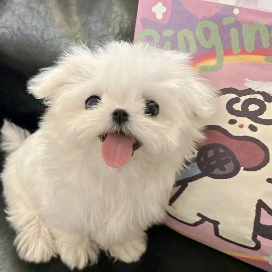 擅长吃喝玩乐睡大觉