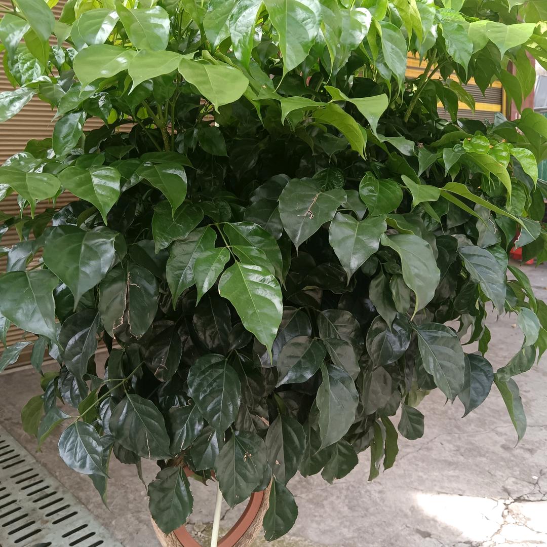 人生就像一场梦