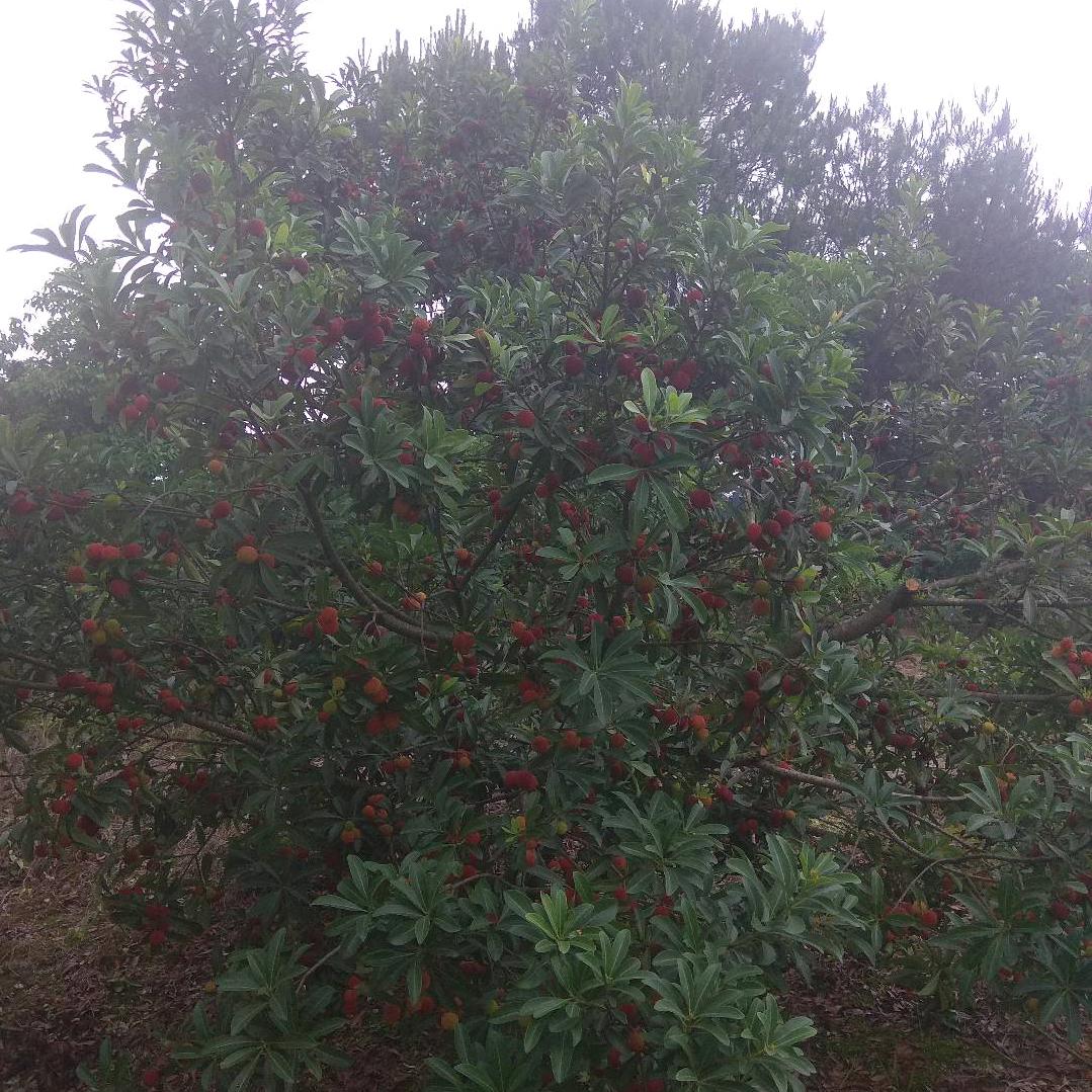 煲秋香