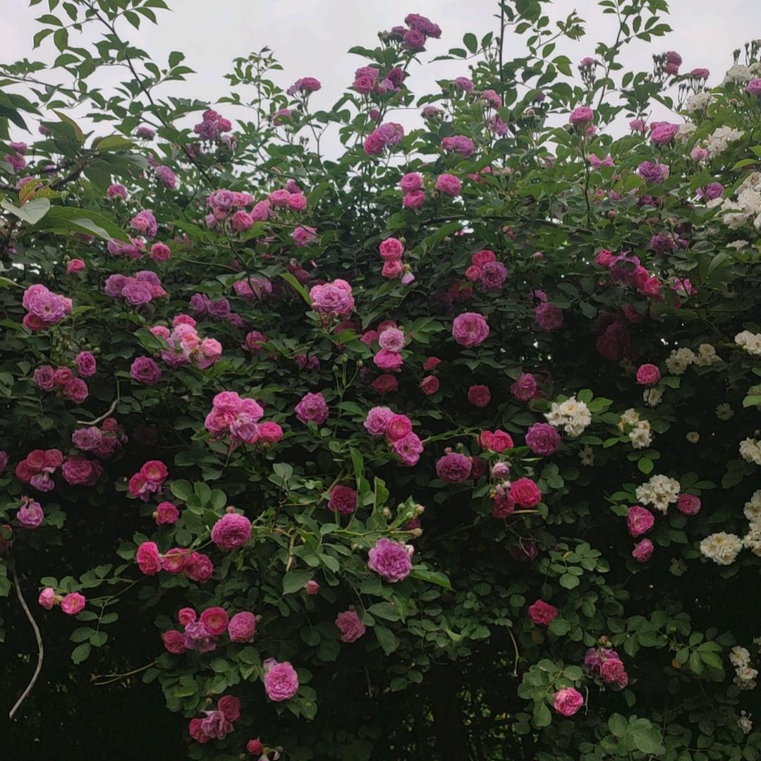 💛💛沉默💛⭐