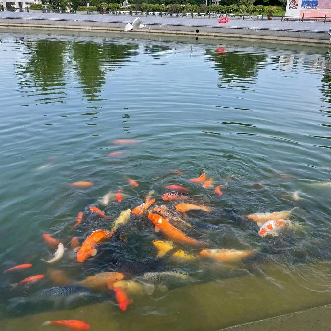 🌻🌻🍁🍁❤️❤️