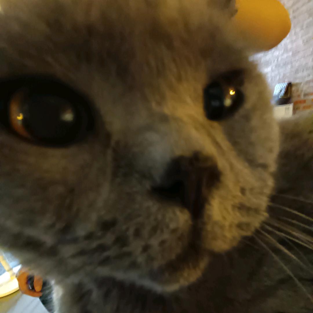 愣猫🌈（棋士深圳香港版 深深的深圳版）