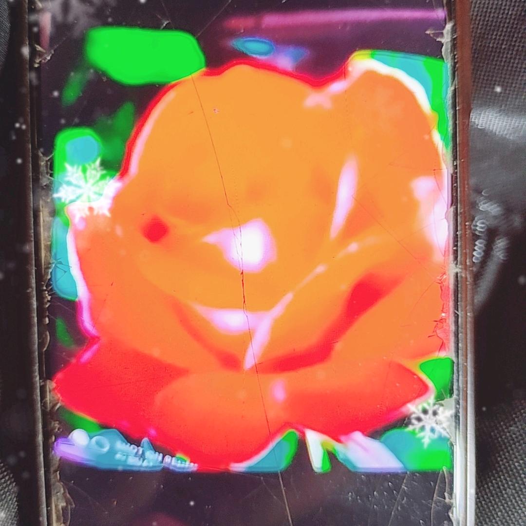 小秦
