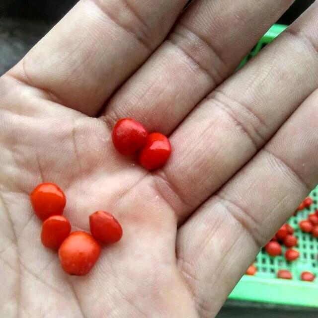 红豆