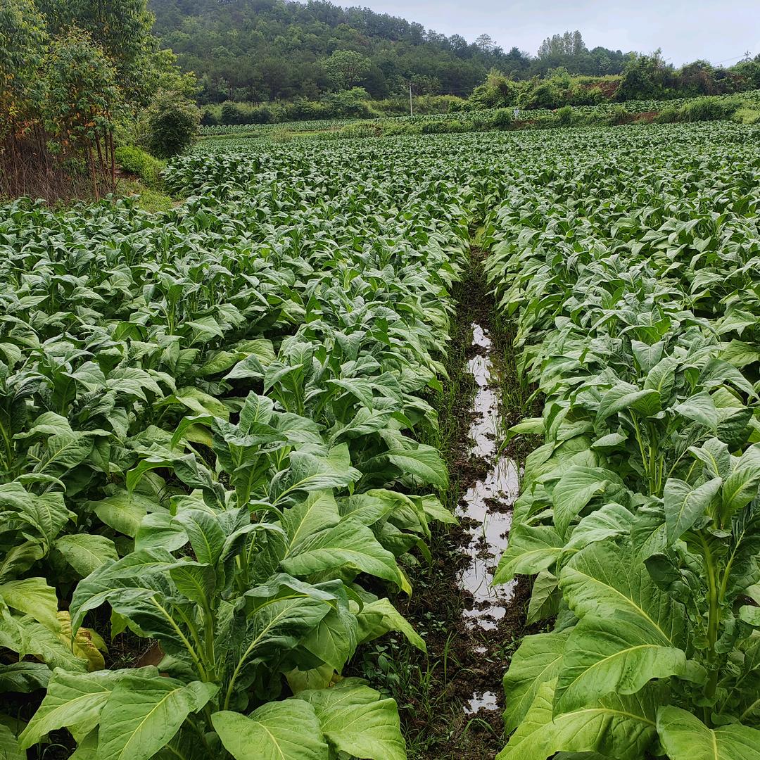 云南煙丝  湖南煙丝2