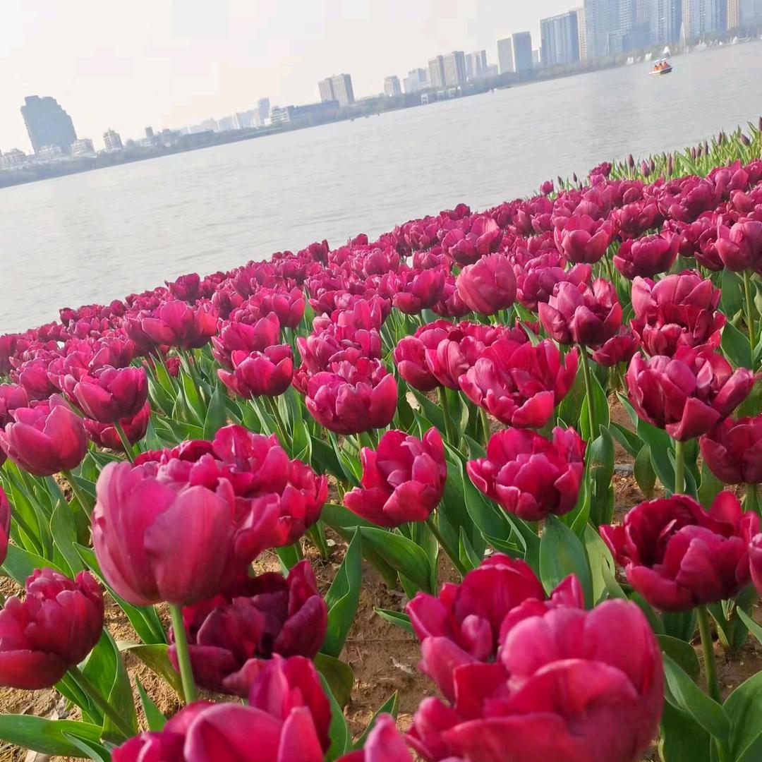 A雅🌴🌴🌻🌻