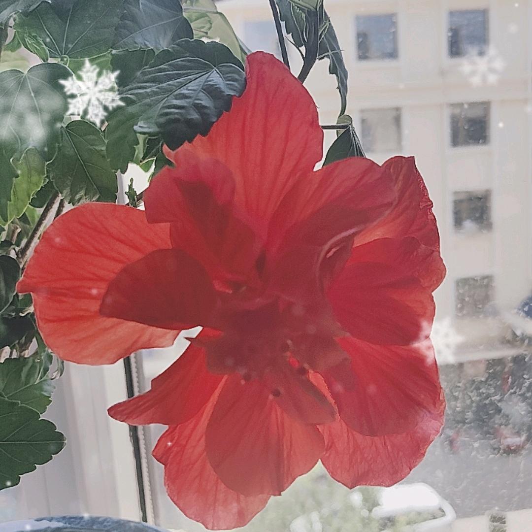 霞