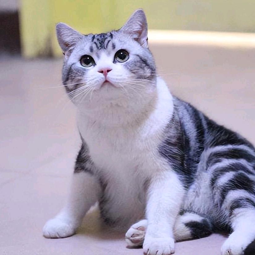 小海棠宠物零食