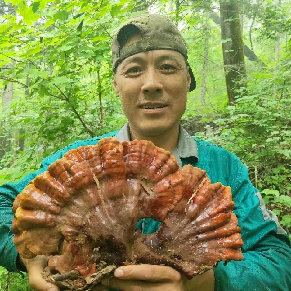 林区刚子