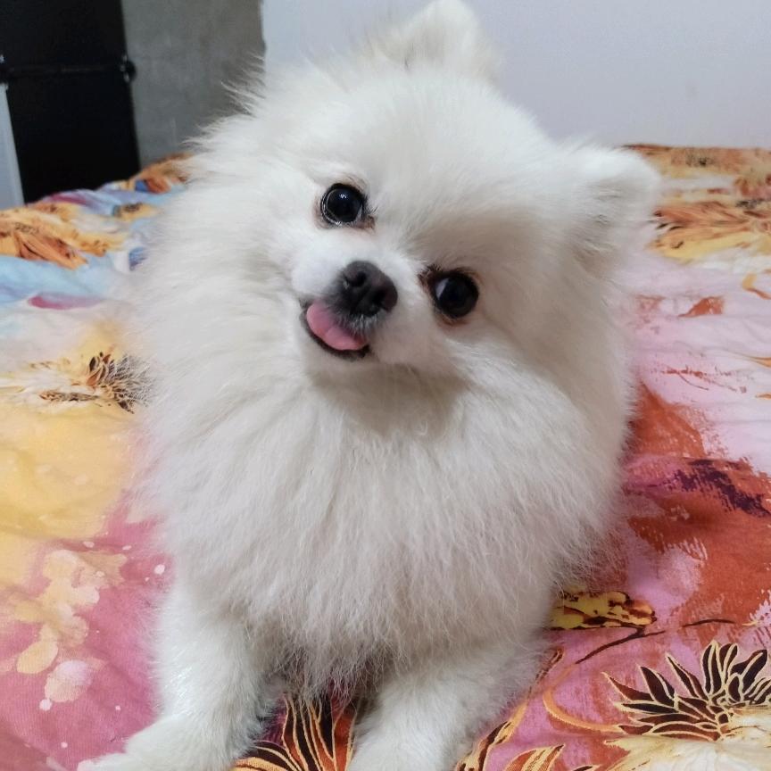 北京星阁宠物服务