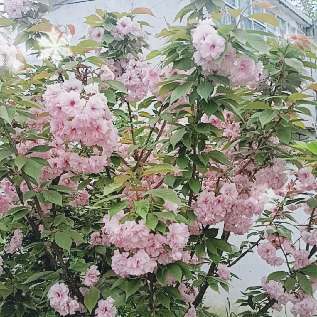 黑狼