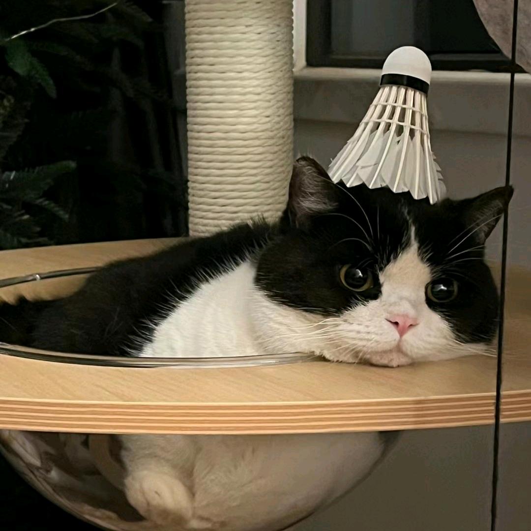 呀呼