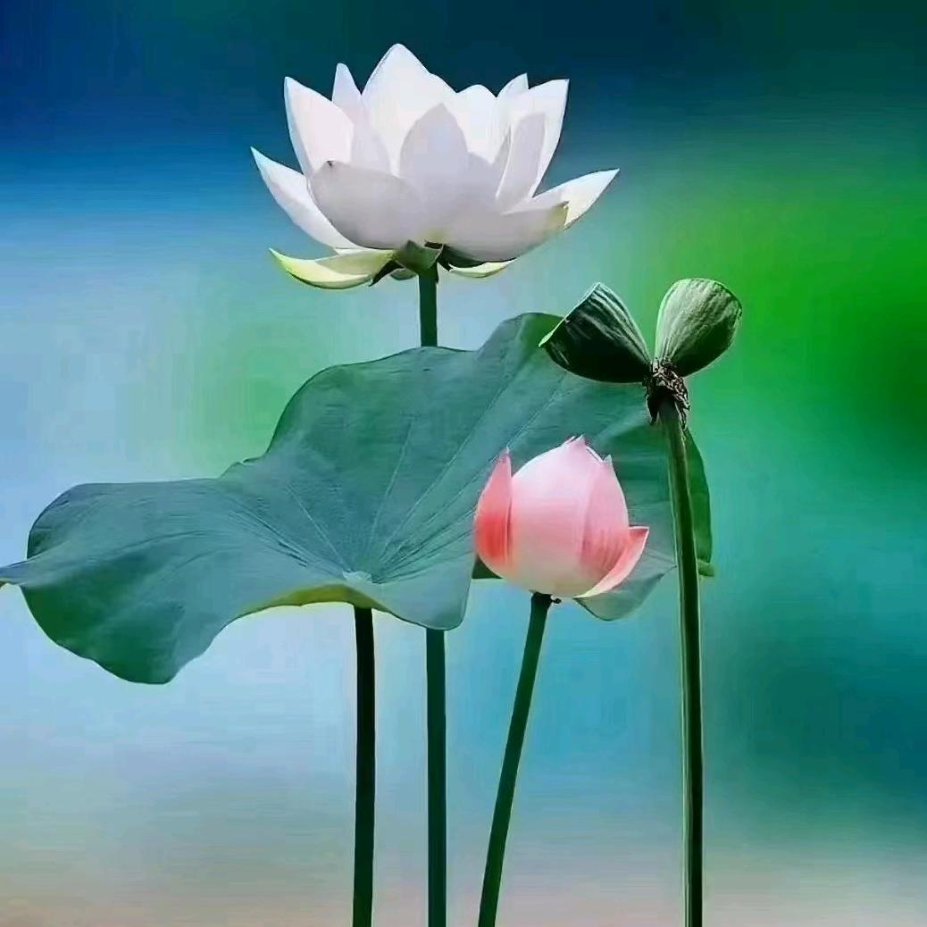 兰花草