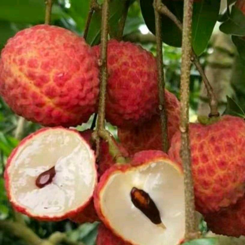 福气花开果树苗木专营店