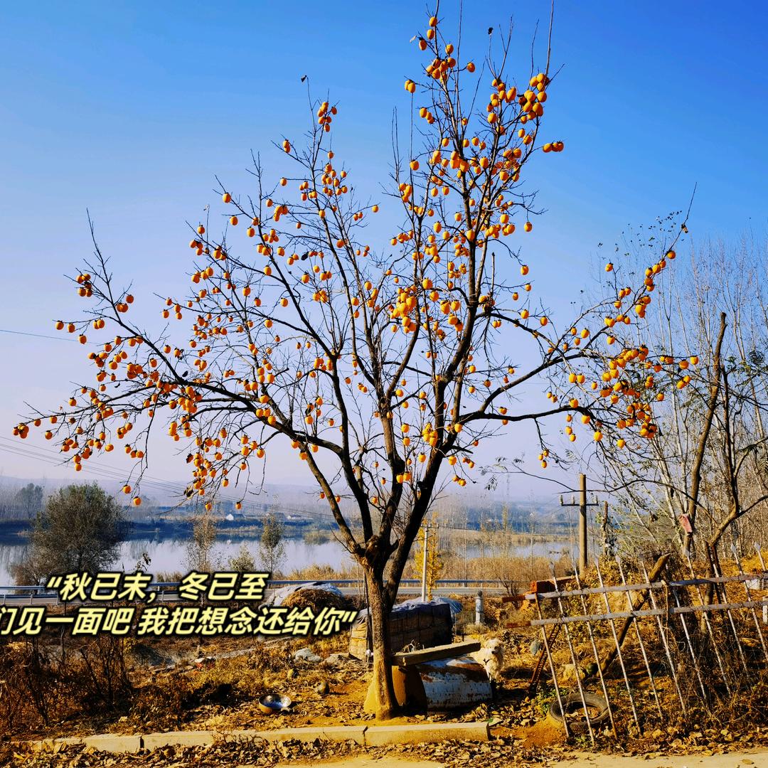 三庄跑山鸡  佳佳农场