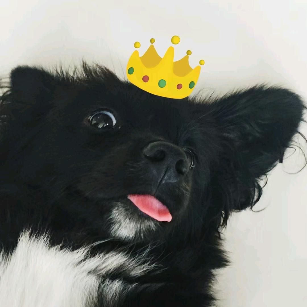 黑皮公主