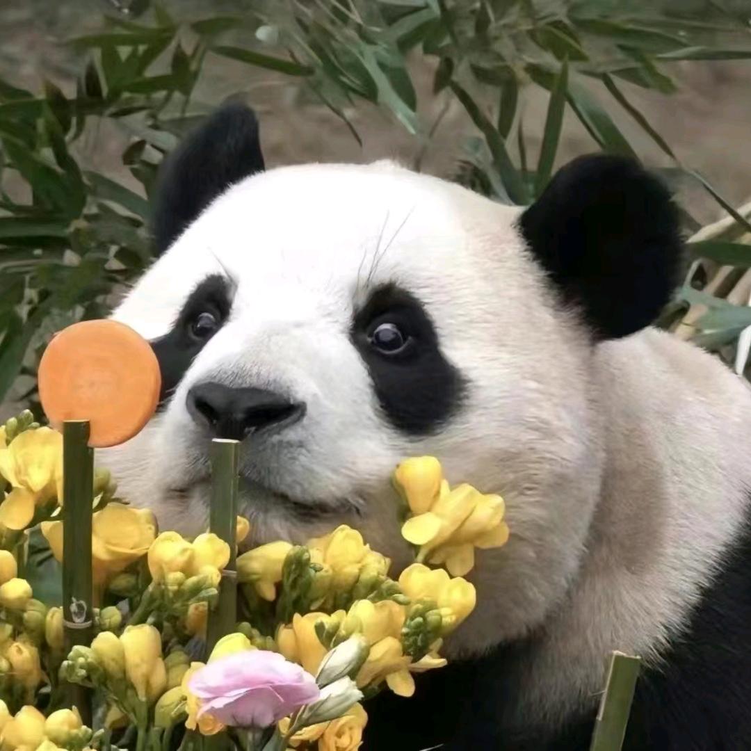 沉默的熊猫、