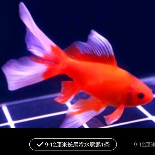 凤凰传奇