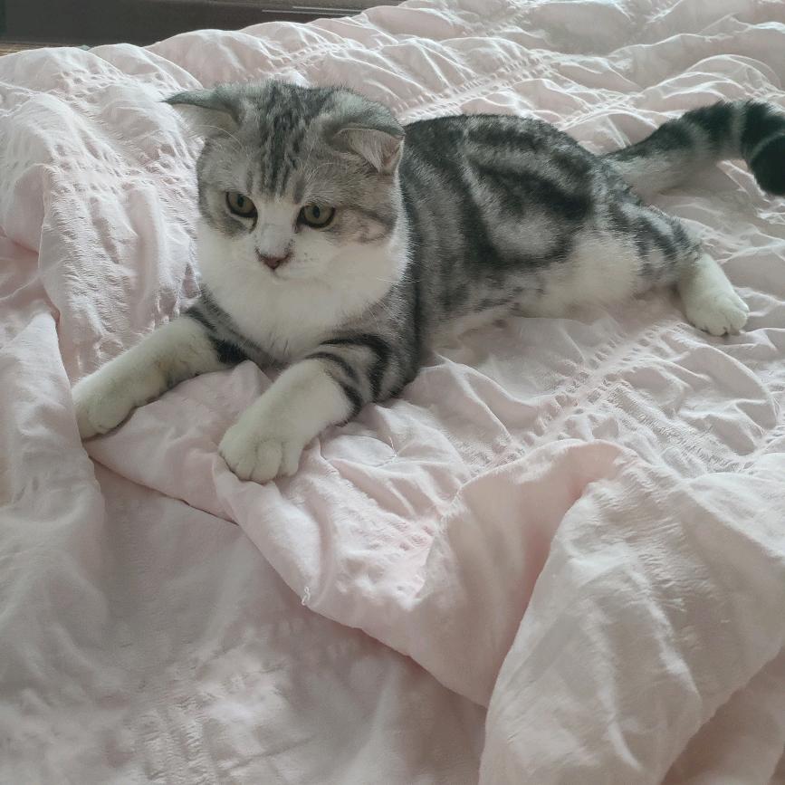 纯情性感大蟑螂