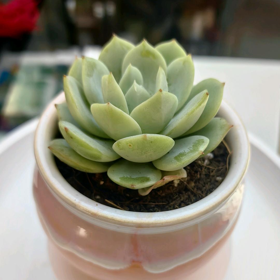 小师弟