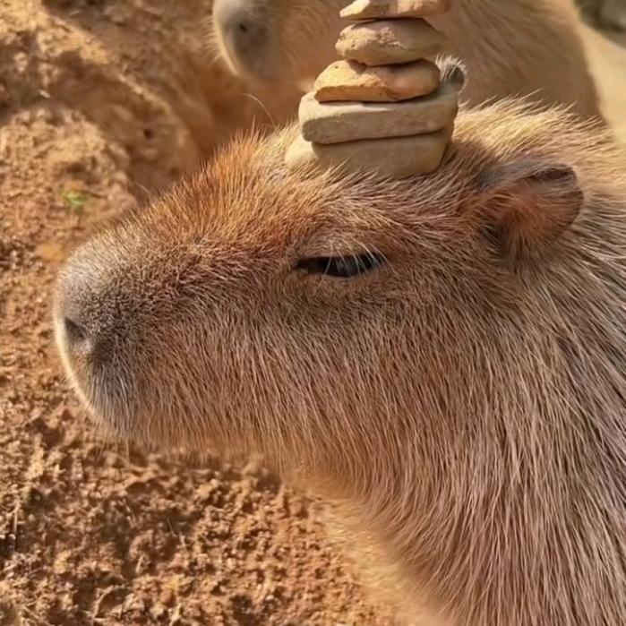 就叫臭美