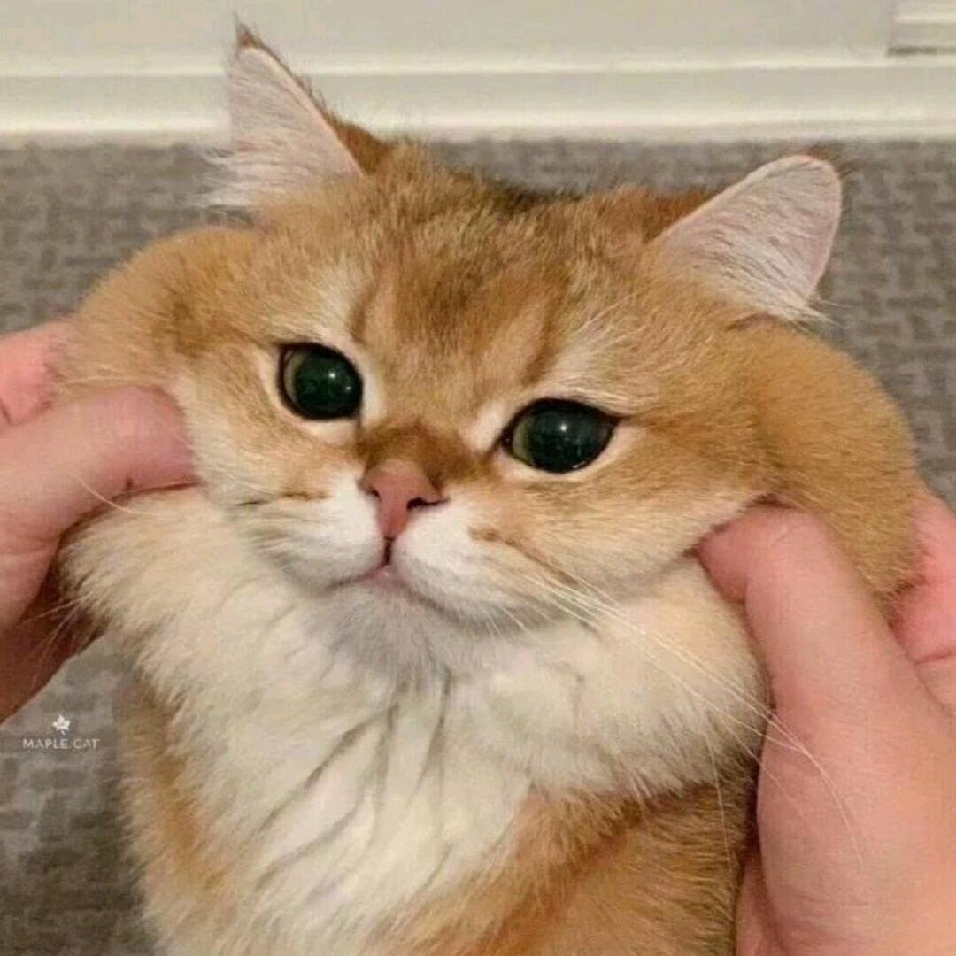 XX头像