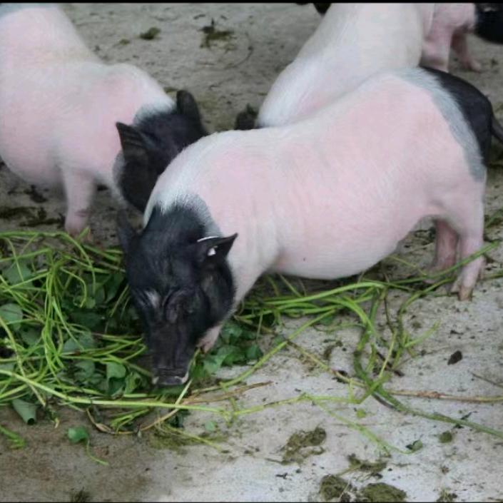 小巴农副产品销售