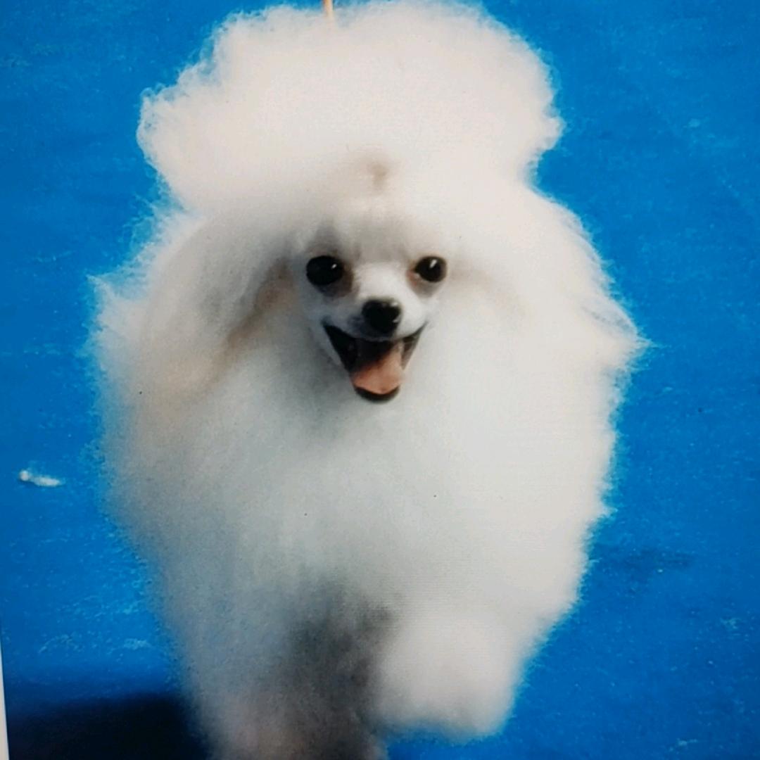 成都珍珠茶杯泰迪 犬舍，中国茶杯泰迪专家