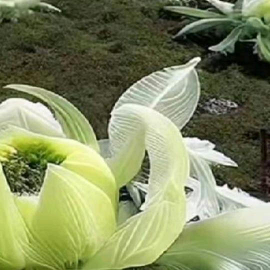 祥哥