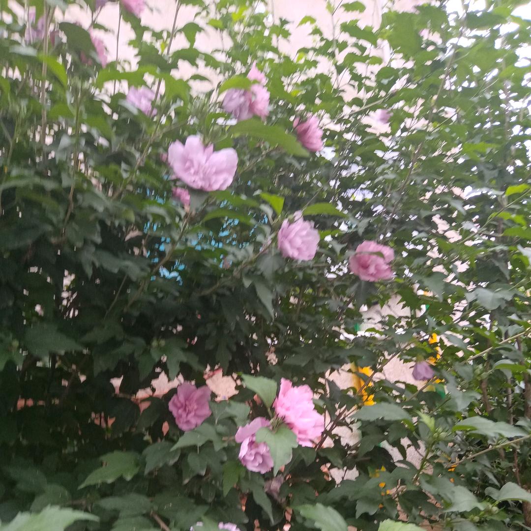 老李