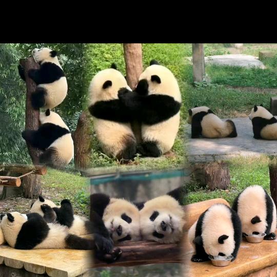 还是你有李