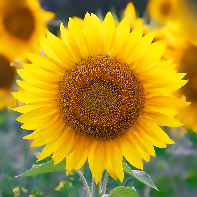 ✨静沐💕暖阳💞