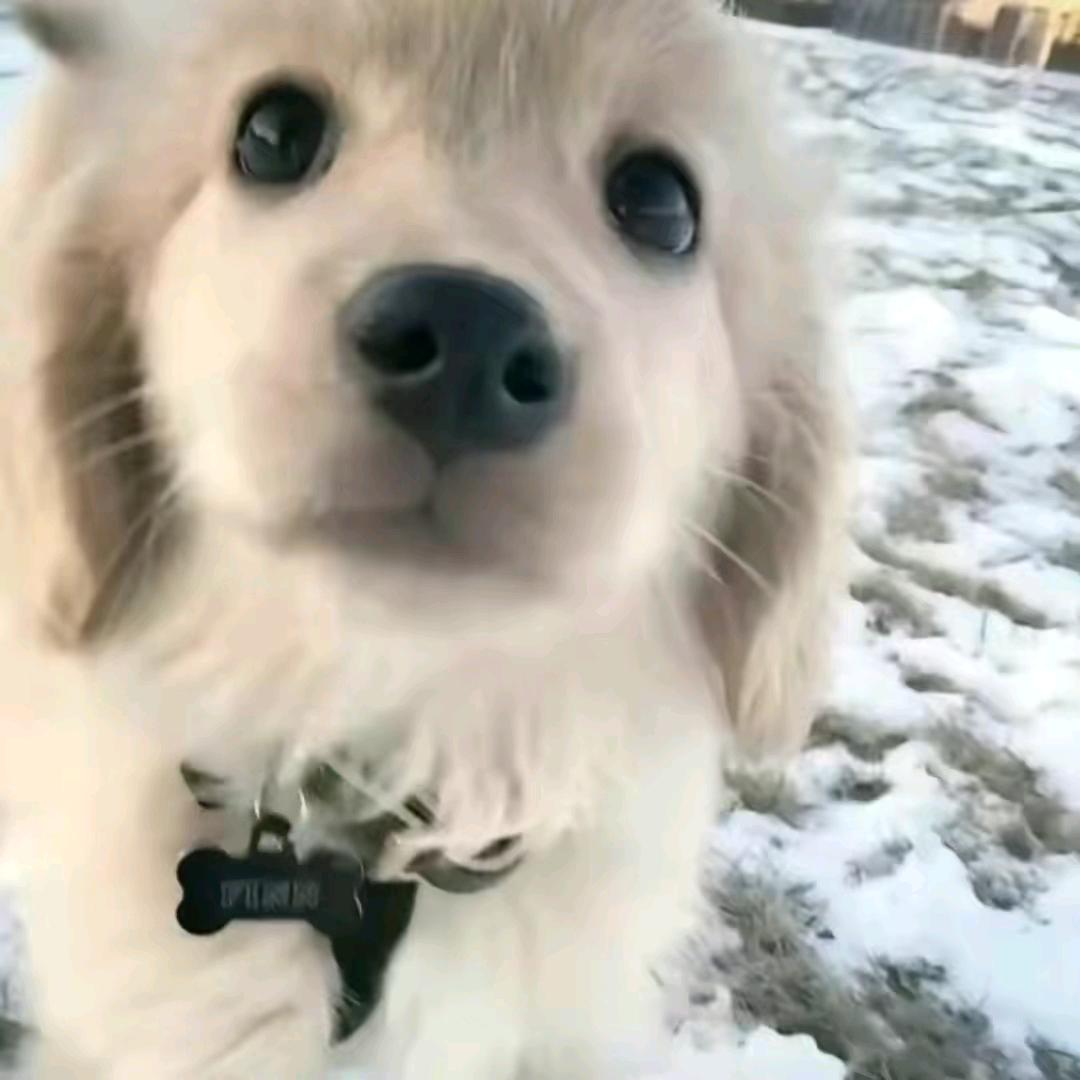 古拉拉黑暗之神