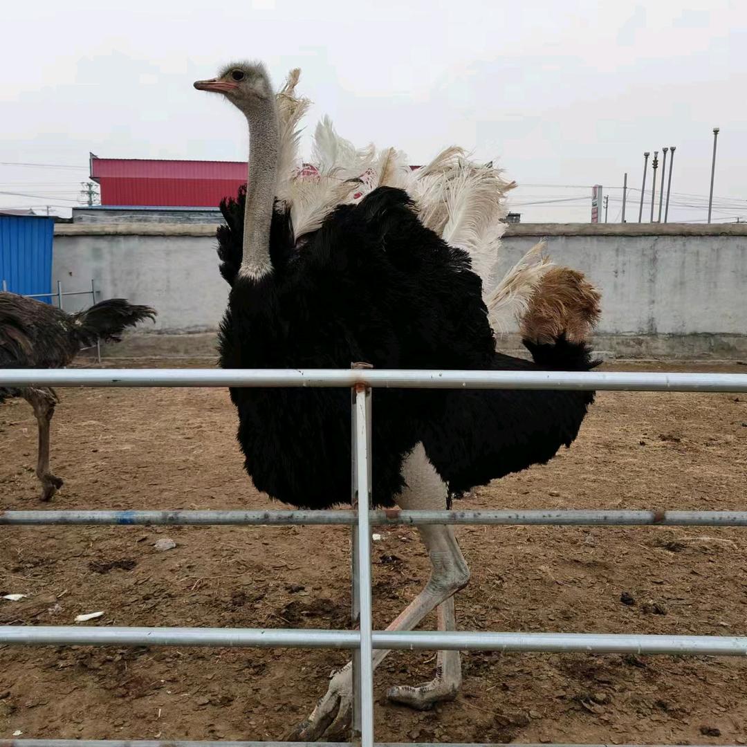 嘉祥县农牧特种养殖场