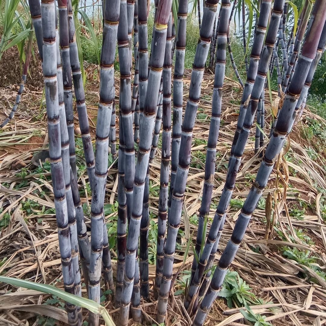 甘蔗批发零售郭