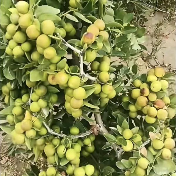 高产酸枣基地